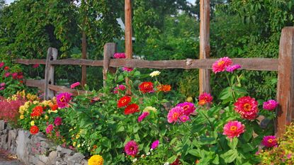 Zinnia blooms in red, pink and yellow