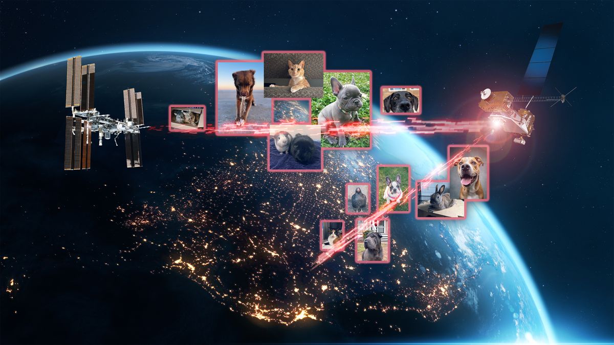 aboiement!  Miaou!  glousser!  La NASA utilise des lasers pour envoyer des images de chiens, de chats et de poulets à la Station spatiale internationale