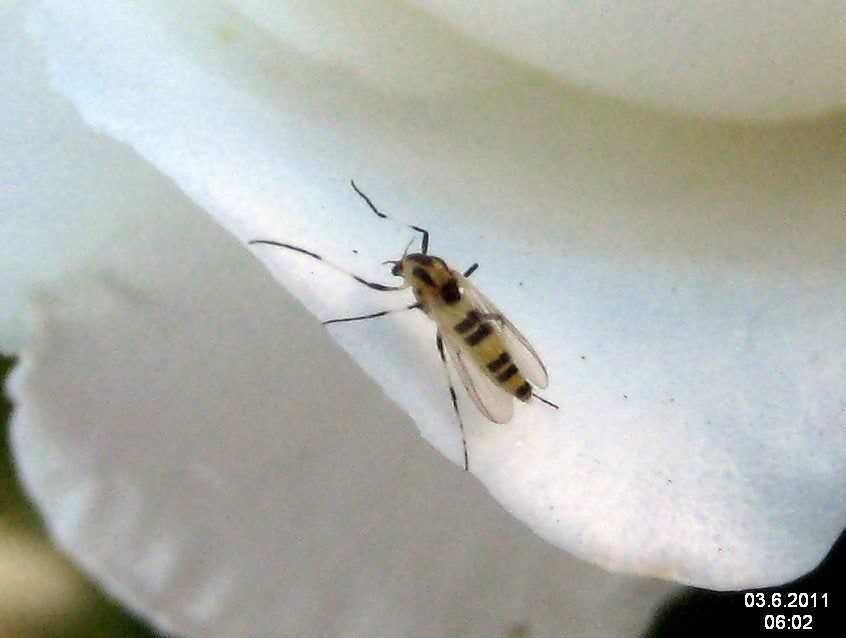 Rose Midge Insect