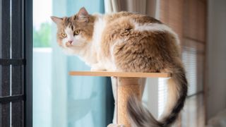 cat resting on a wooden cat tree