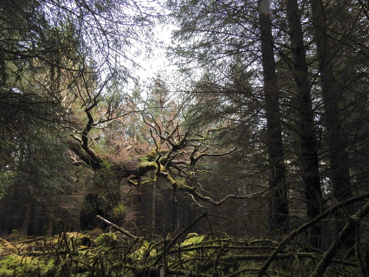 The Skipinnish Oak, one of the nominees for tree of the year.