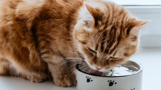 Ginger cat licking water from a bowl