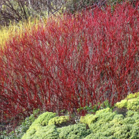 Red Twig Dogwood Shrub at Fast Growing Trees
