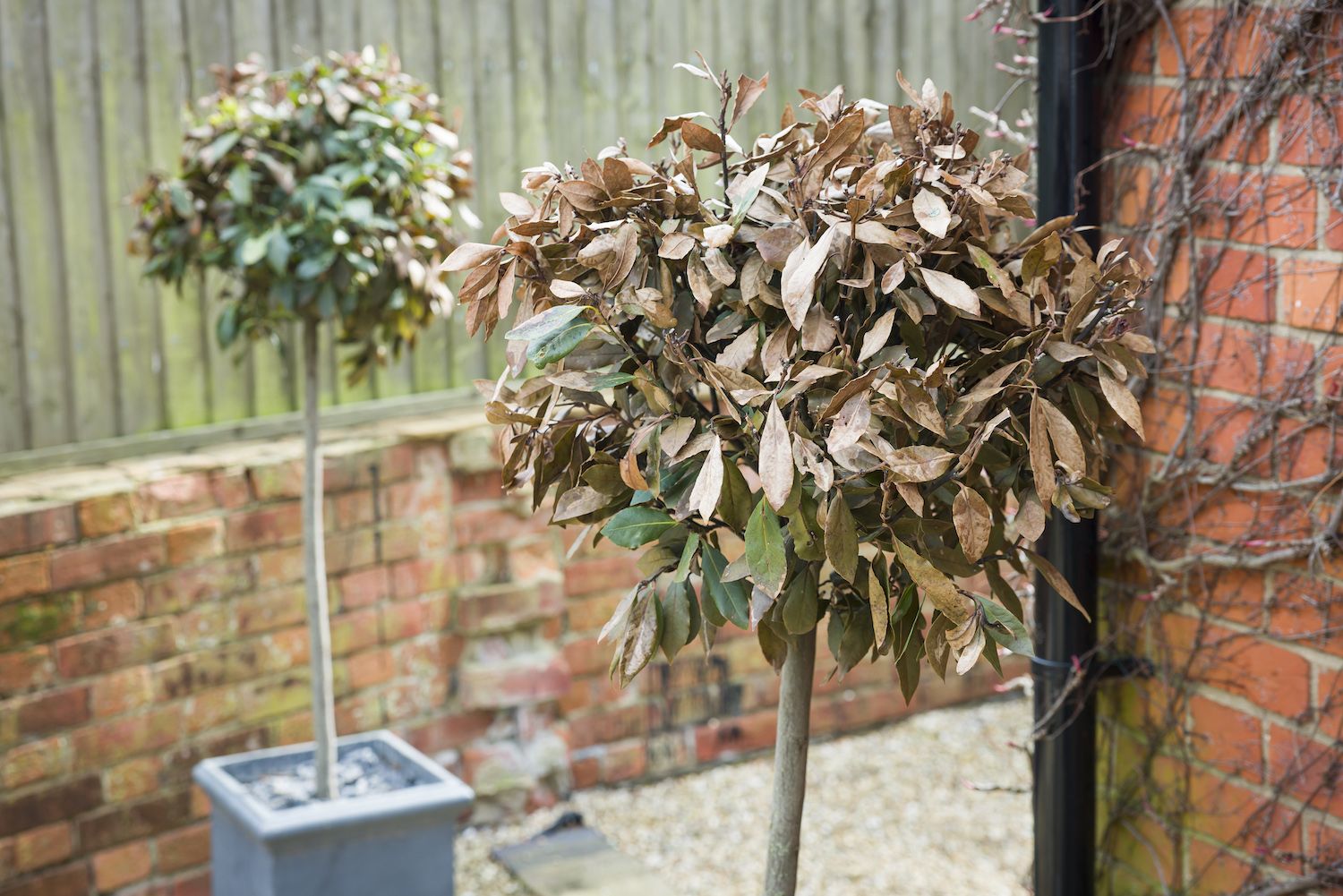 frost damaged laurel trees