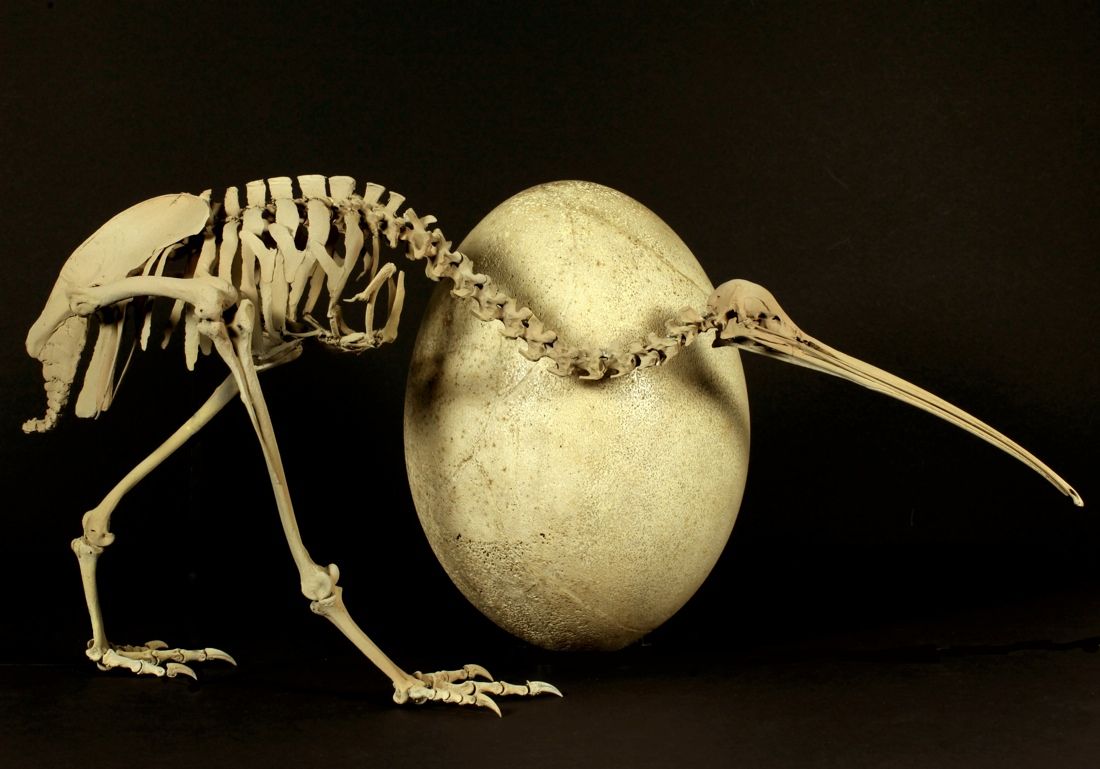 An adult brown kiwi ( Apteryx australis ) beside the egg of a huge elephant bird ( Aepyornis maximus ). 