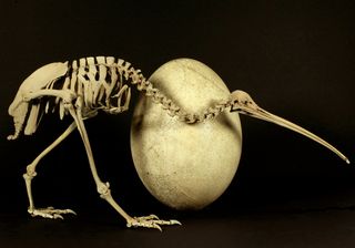 An adult brown kiwi ( Apteryx australis ) beside the egg of a huge elephant bird ( Aepyornis maximus ). 