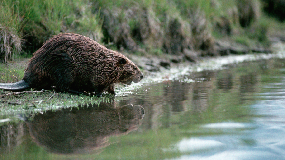 Beaver near water