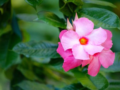 Pink Flowered Mandevilla Plant