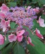 Hydrangea 'Hot Chocolate' from Sarah Raven