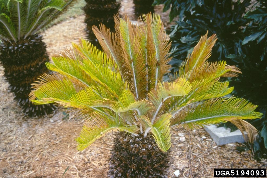 Guide To Sago Palm Tree Diseases: Tips For Getting Rid Of Sago Palm ...