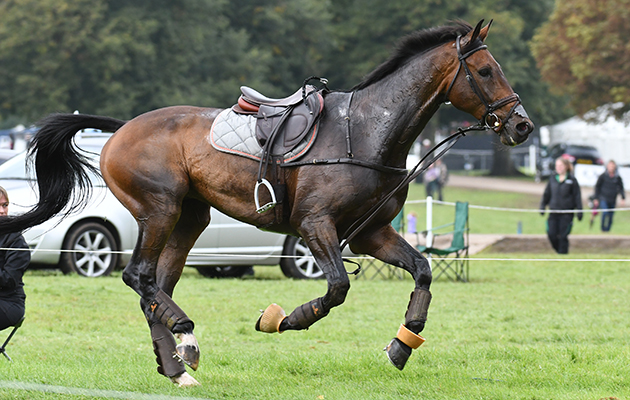 ICHAK-DE-MONFIRAK_Blenheim_PN17_98966.jpg