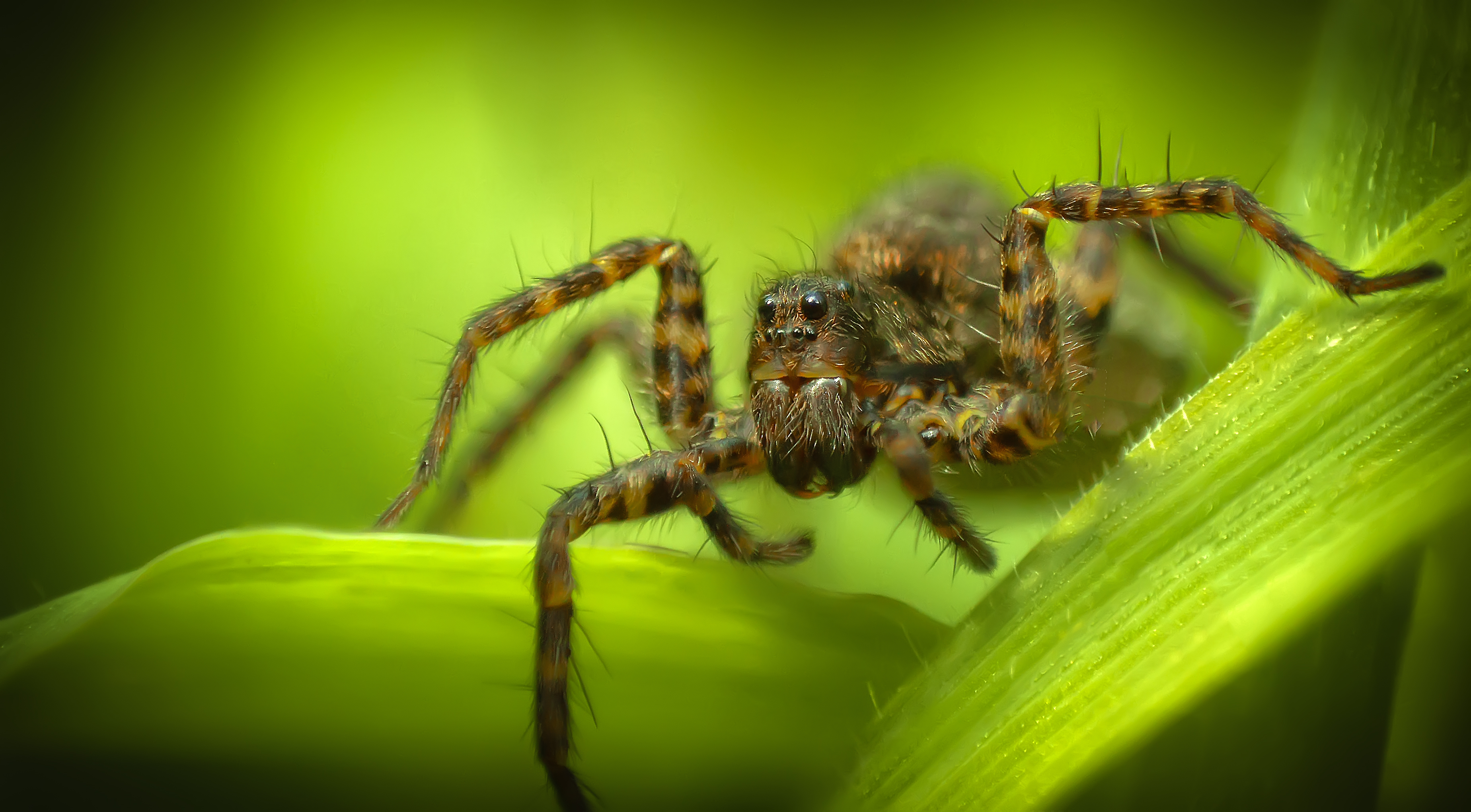Spotted Wolf Spider (Pardosa amentata) on leaf