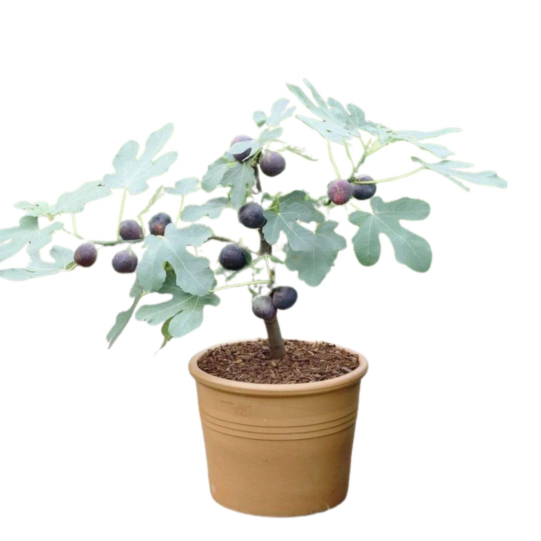 Roots Plants, Uk Hardy Fig Tree | 'brown Turkey'