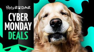 Cyber Monday Amazon pet deals