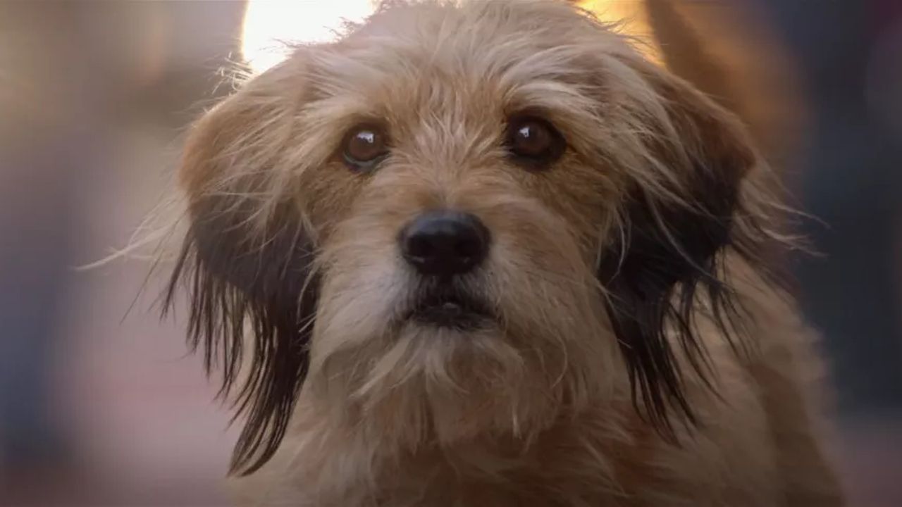 Benji Color Benji Is Making A Comeback | Cinemablend