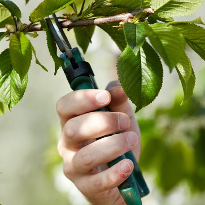 pruning a cherry tree in fall