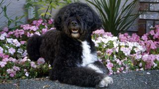 Milk chin on portuguese water dog