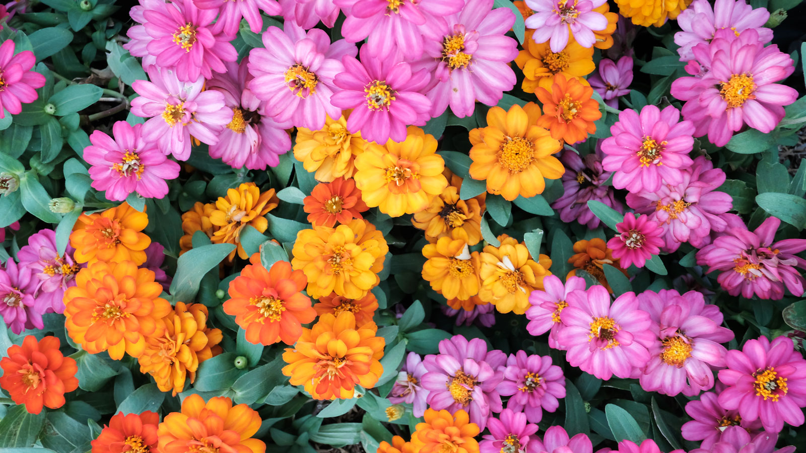 pink and gold flower planting