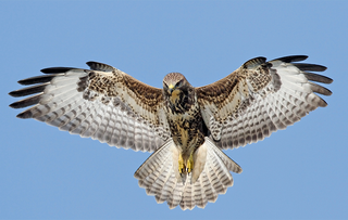 Common Buzzard