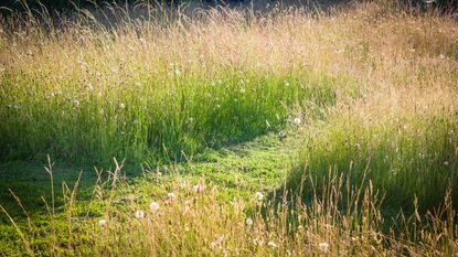 mowed path through a wild lawn