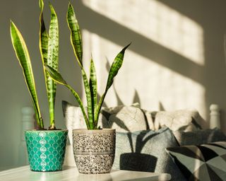 Sansevieria (snake plant) in ceramic pots on a white table on the background of a bed with decorative pillows, modern design on a sunny day