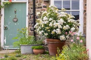 An example of south facing garden ideas showing a large plant pot filled with white and yellow flowers in front of a country cottage