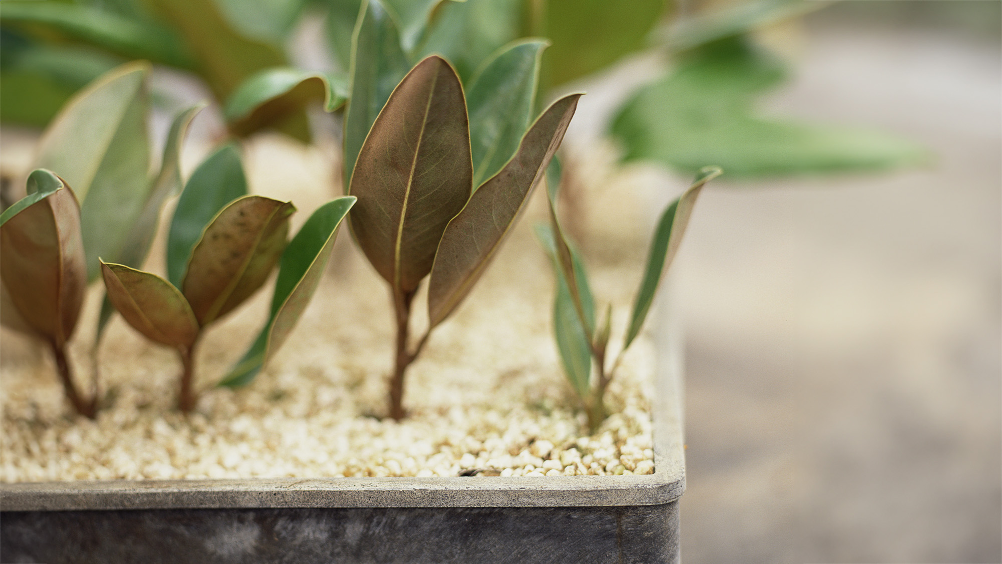 Many magnolia cuttings in a growing tray
