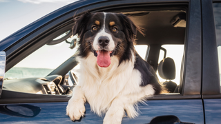 Dog hanging its body out the window of a car on a road trip with a dog