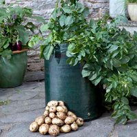 Potato growing kits: from just £9.99 | Suttons