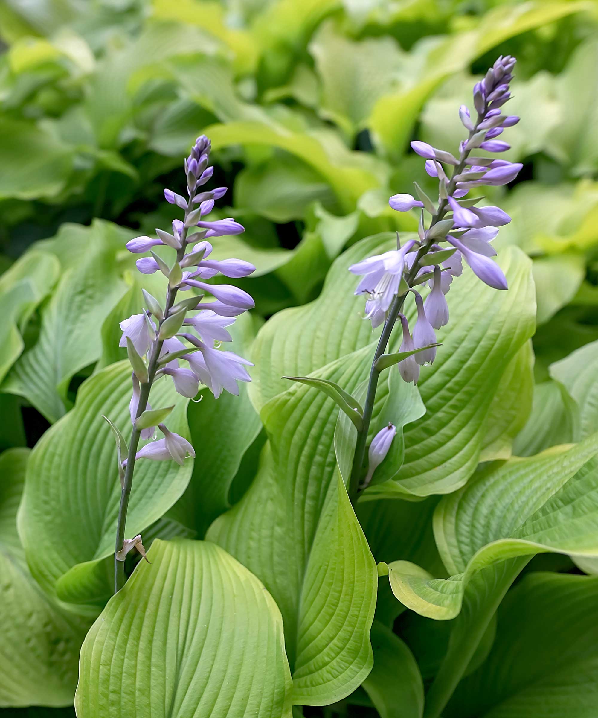 two hosta flowers
