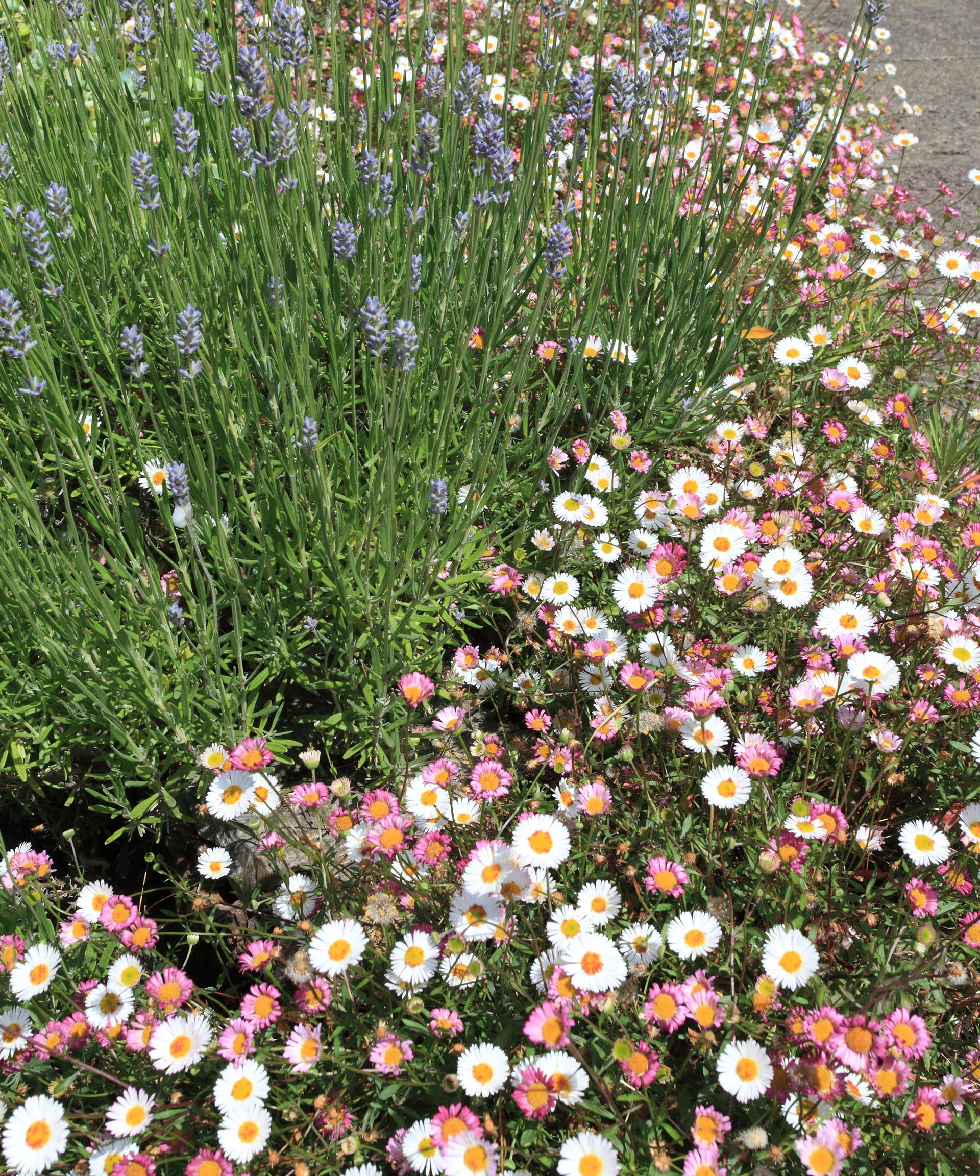 Beautiful massed blooms of fleabane growing beside lavender