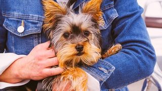 yorkshire terrier esa dog