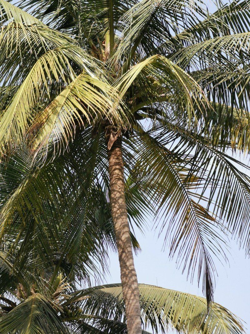 Huawei P30 Pro camera (5x)