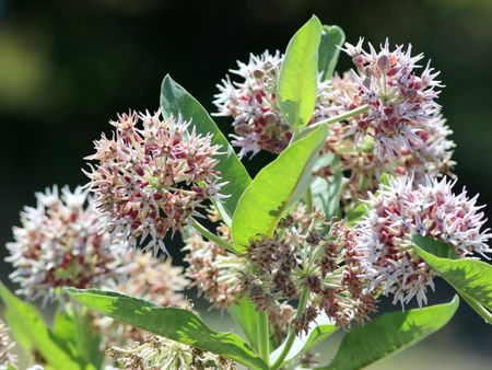 Showy milkweed in bloom