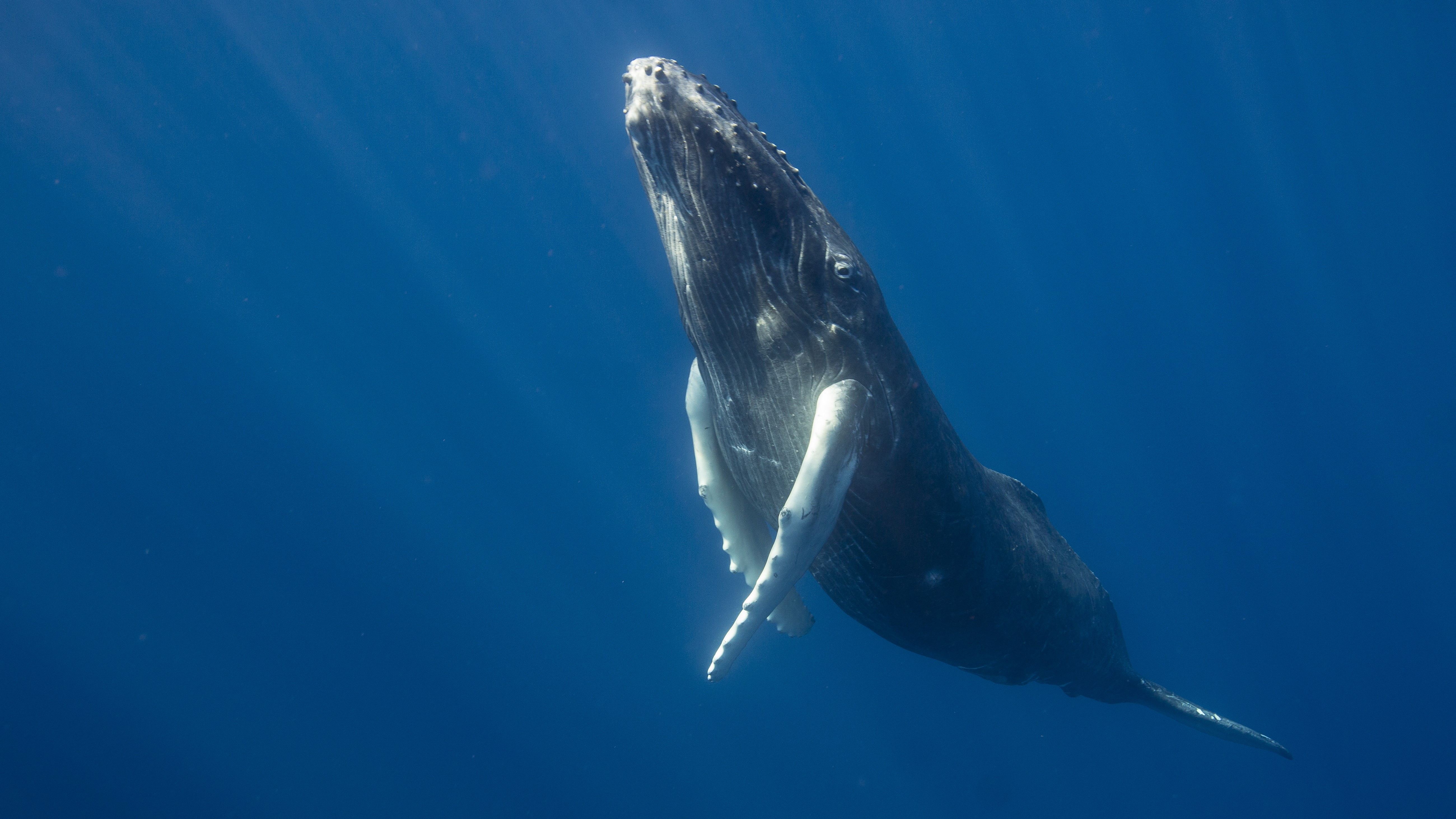 An underwater photograph of a humpback whale swimming.