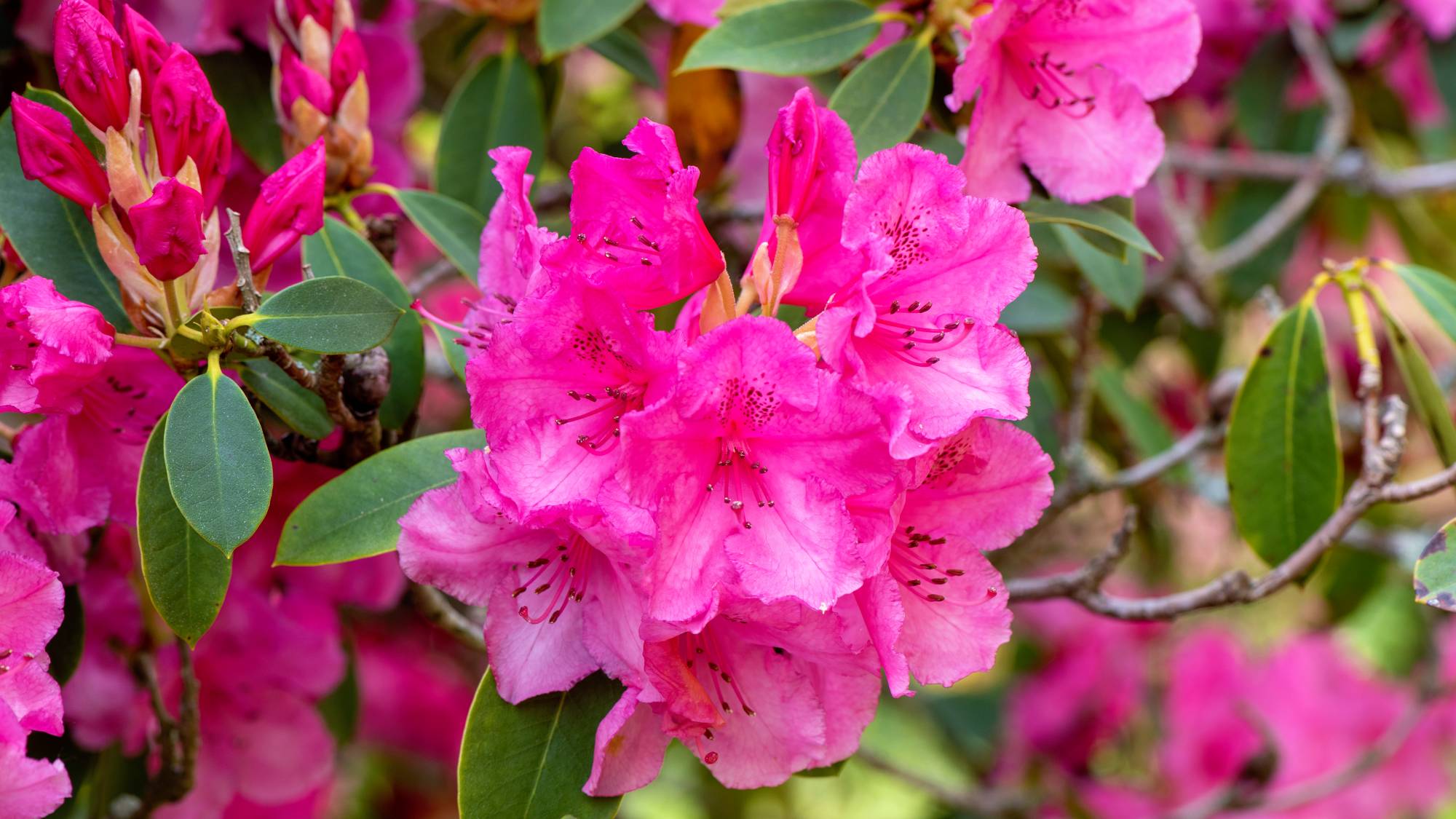 Growing azalea in garden