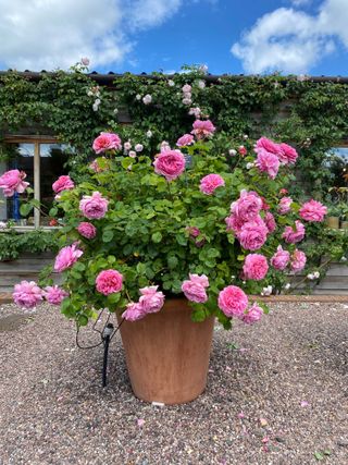 pink rose planted in a large terracotta pot