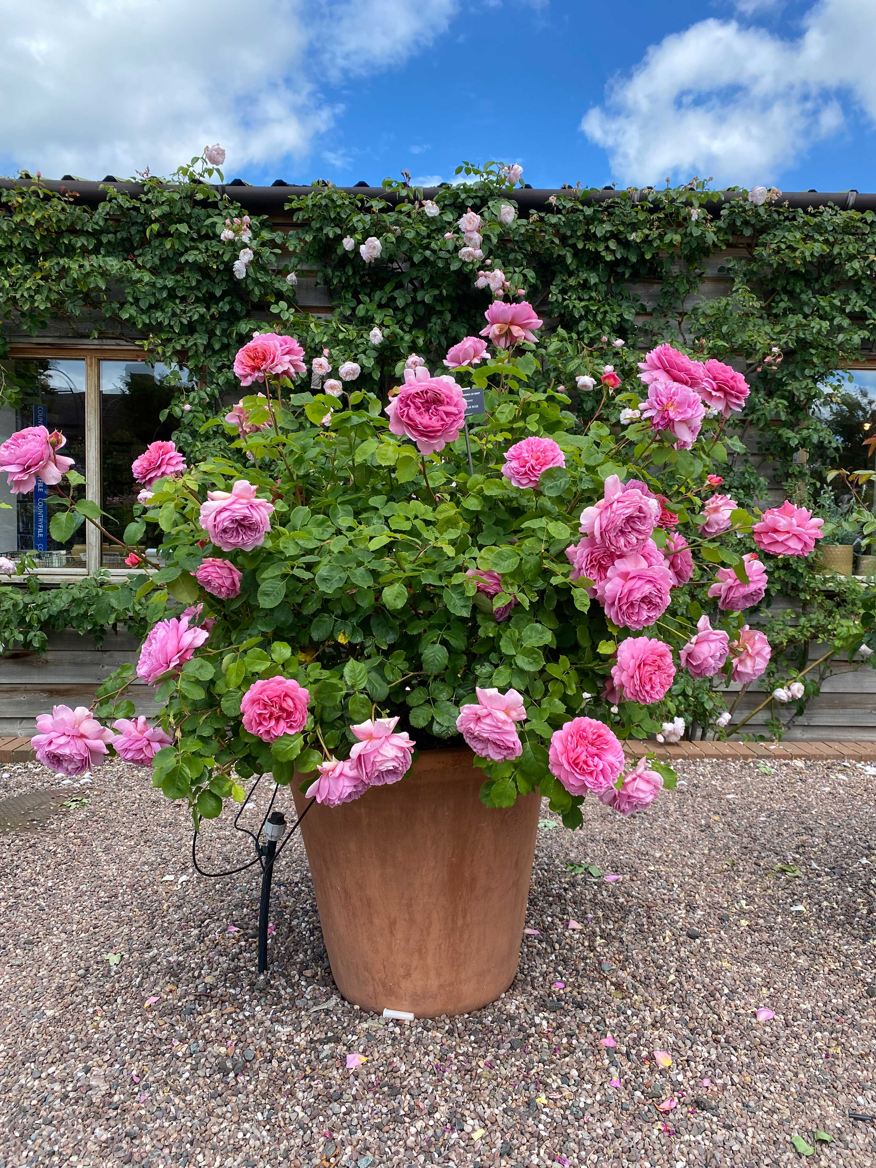 pink rose planted in a large terracotta pot