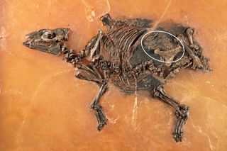 Ancient mare fossil