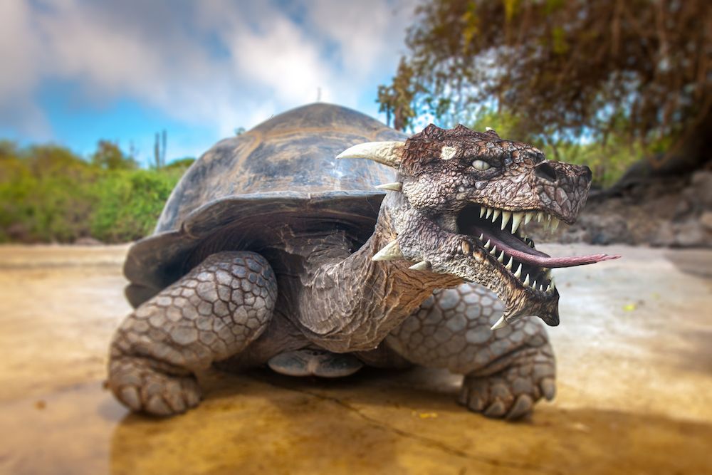 Why Giant Tortoise Sex Became The Basis Of A Key Game Of Thrones Sound Effect Live Science