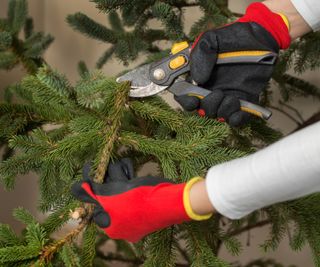 Someone pruning a christmas tree