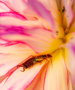 Earwigs on a bright and colorful flower