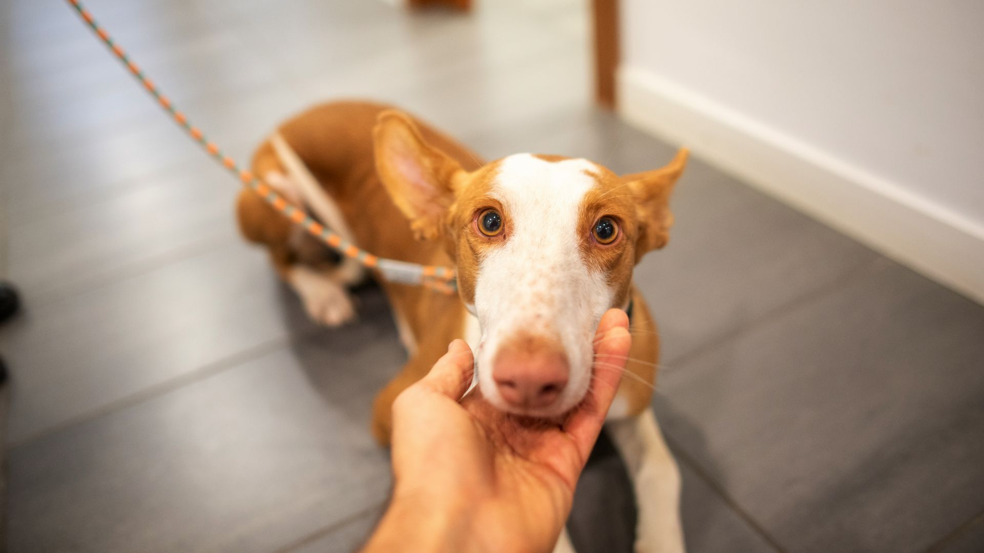 Ibizan Hound lying on the floor