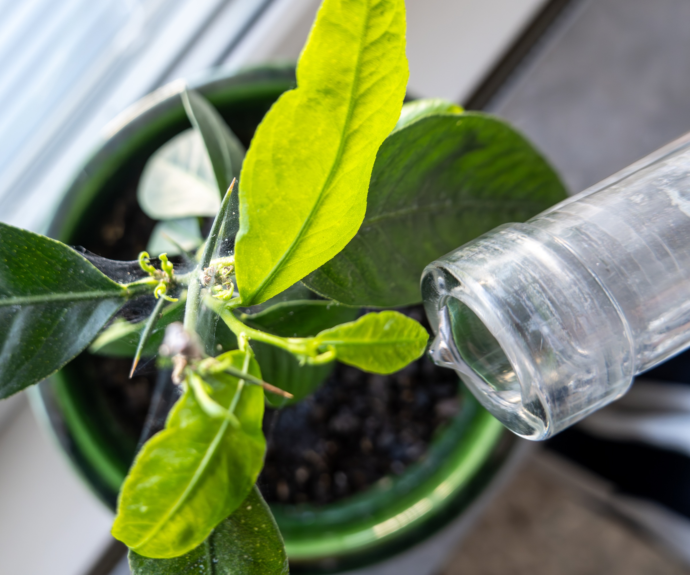 Watering citrus plant