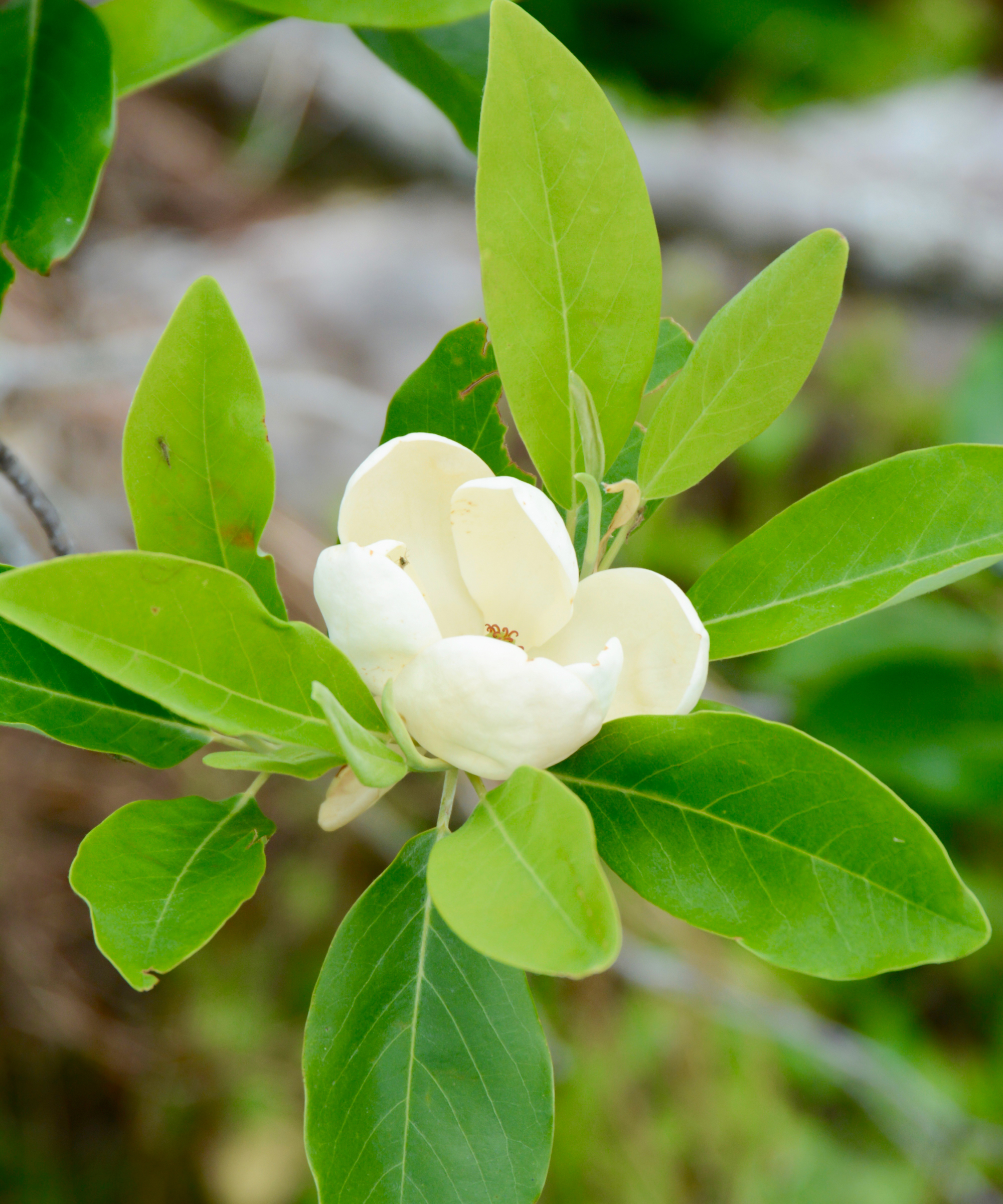 sweetbay magnolia bloom
