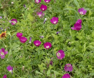 Vibrant purple poppy mallow blooms in a garden meadow