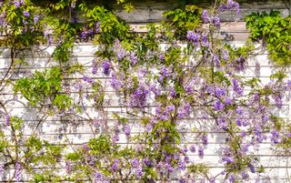 best climbing plants: wisteria