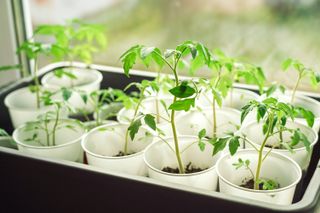 Tomato seedlings in pots in a tray on a windowsill