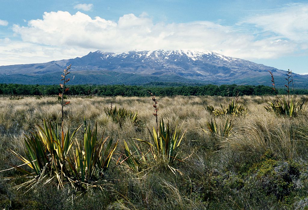 Vegetation with Mount Ruapehu (active volcano) in the background, New Zealand.