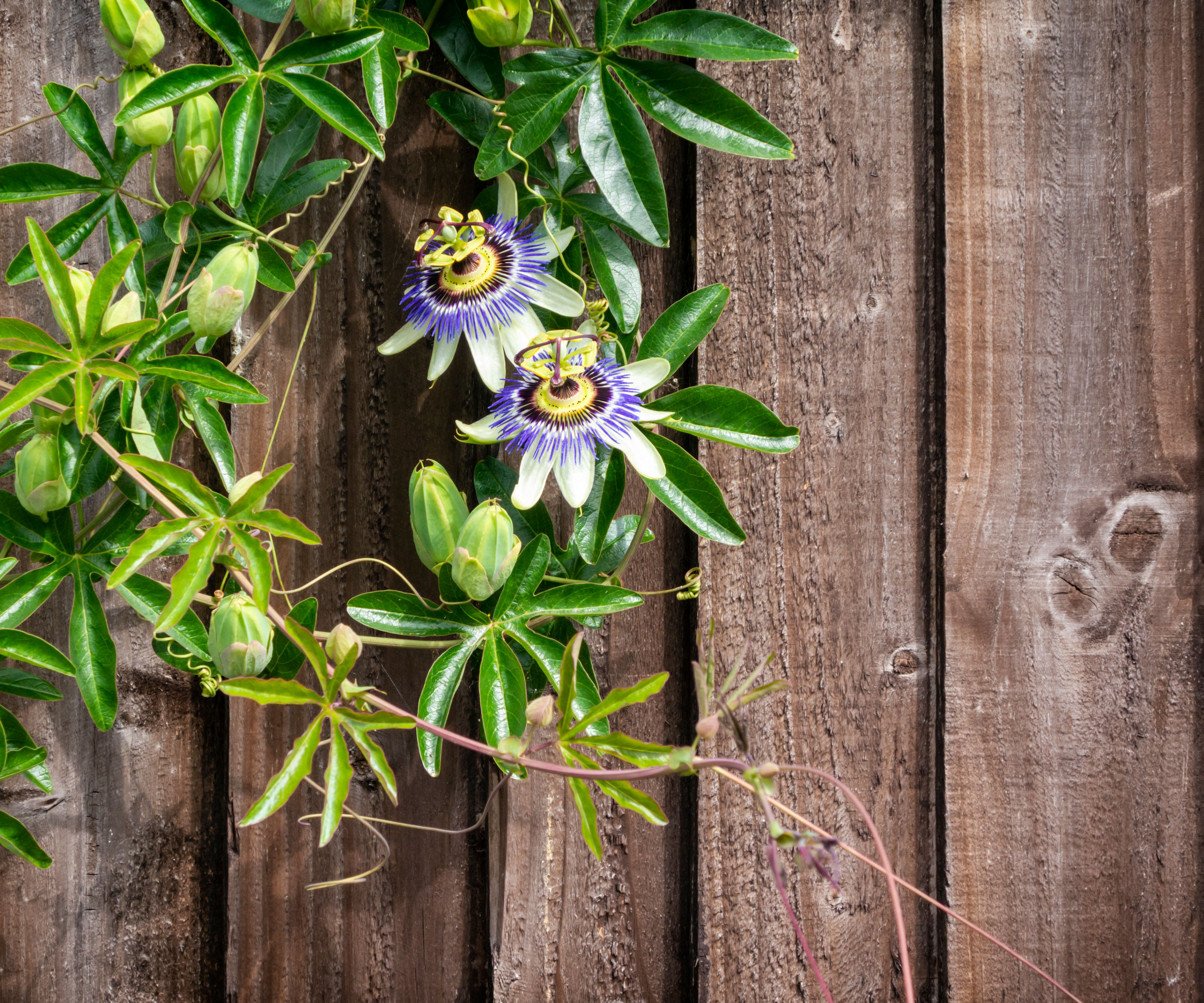 passion flower plant growing up wooden fence with flowers in bloom